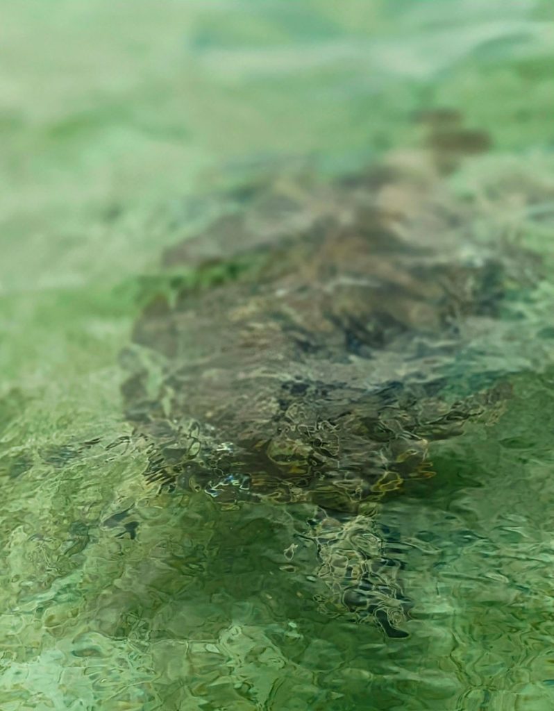 A small honu submerged in shallow water