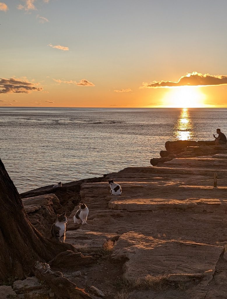 Feral cats lined up for sunset