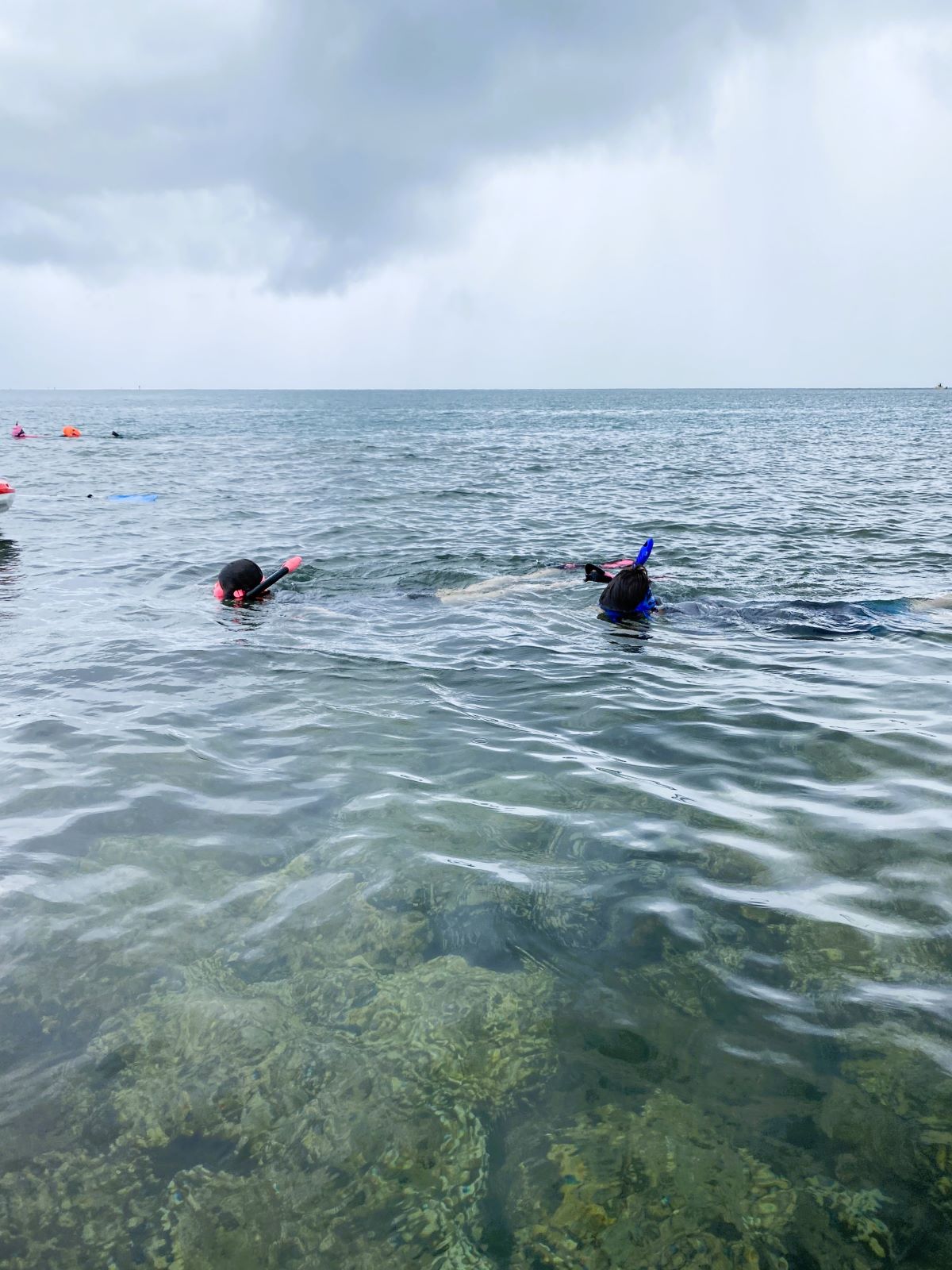 Snorkelers looking for honu