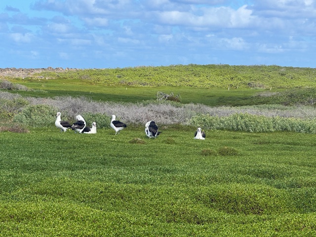Small flock of Laysan Albatross in a field of akulikuli