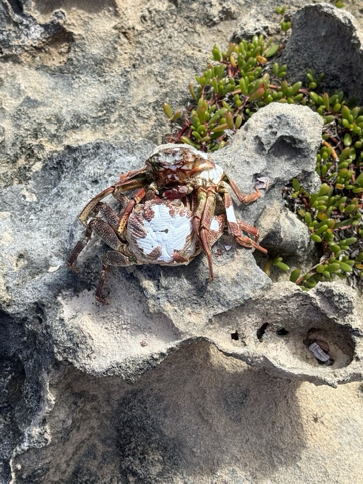 Two intertwined molted crab shells