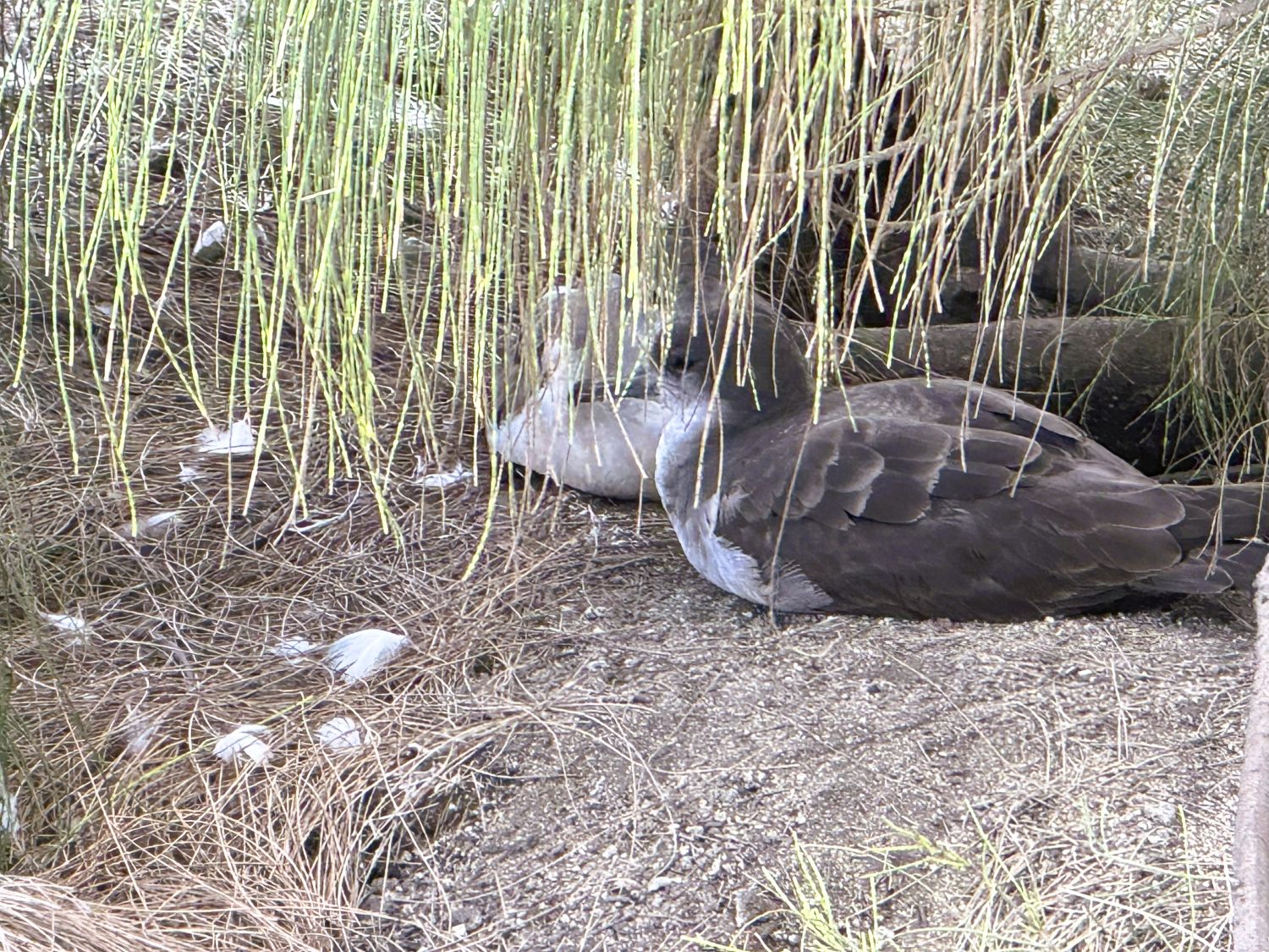 Two resting shearwaters under ironwood leaves